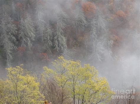 Trees In Fog Photograph By Itai Minovitz Fine Art America
