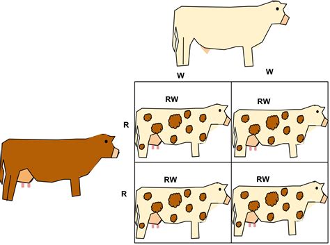 In genetics, gregor mendel discovered the principal of dominance. File:Co-dominance in Roan Cattle.svg - Wikimedia Commons