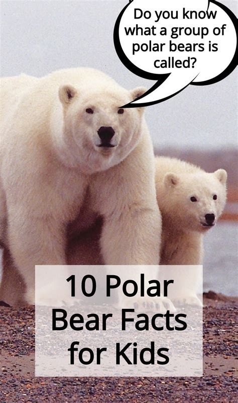 10 Polar Bear Facts For Kids Bear Facts For Kids Polar Bear Facts