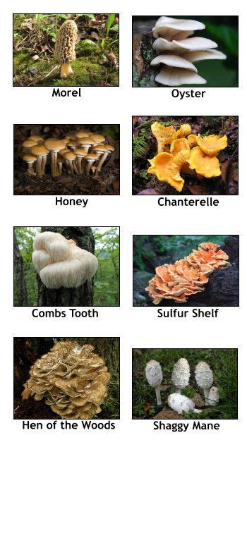 Common Edible And Poisonous Mushrooms Found In Wisconsin Wild
