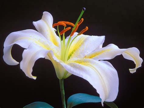Maybe you would like to learn more about one of these? Lily Flower | FLOWERS WORLD