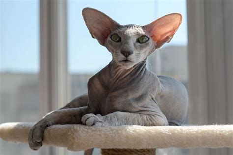 The Ugliest Cats In The World Here Are The 6 Weirdest Looking Cat Breeds