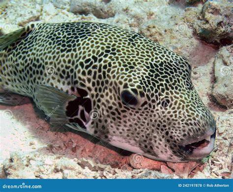 A Starry Puffer Arothron Stellatus In The Red Sea Stock Photo Image