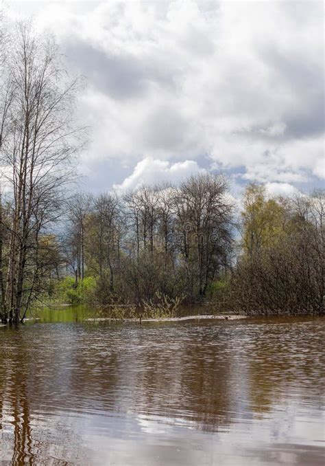 Spring Grove Of Trees Flooded During High Water Stock Photo Image Of
