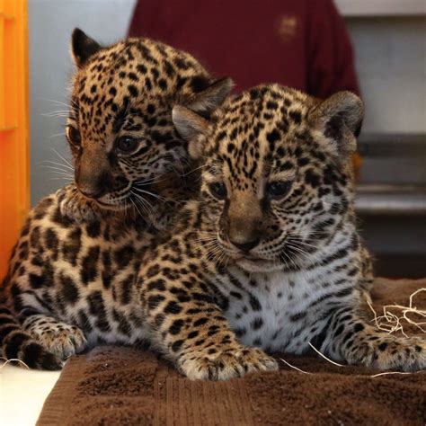 Famous Baby Jaguars References Quicklyzz