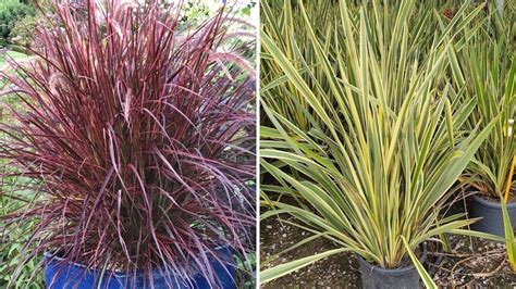 6 Great Ornamental Grasses To Grow In Containers Garden Beds