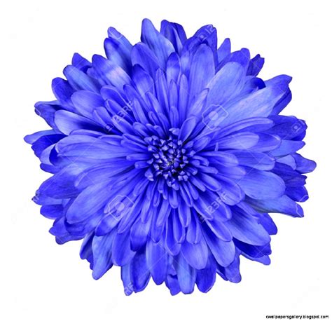 Single Blue Flowers Wallpapers Gallery