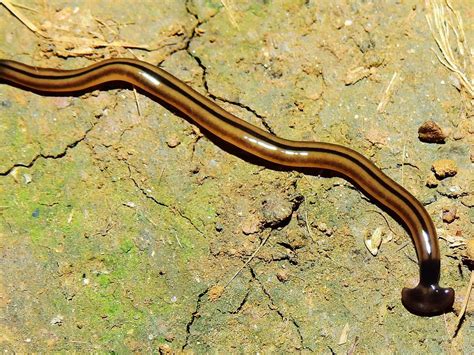Giant Predatory Worms Invading France And Threatening Local Wildlife