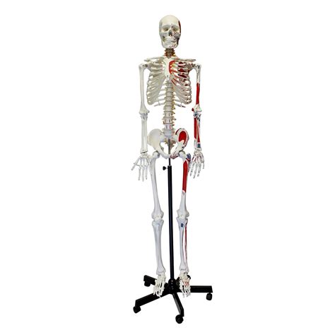 Buy Monmed Numbered Medical Skeleton Model Life Size Skeleton Model