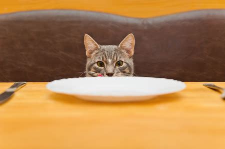 Turkey is also good for cats. Can Cats Eat Raw Honey? - Manuka Honey USA