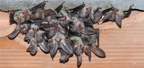 Do not apply fertilizer for one month prior to. Orlando Bat Removal | Pest Control | Trapline Pest Solutions