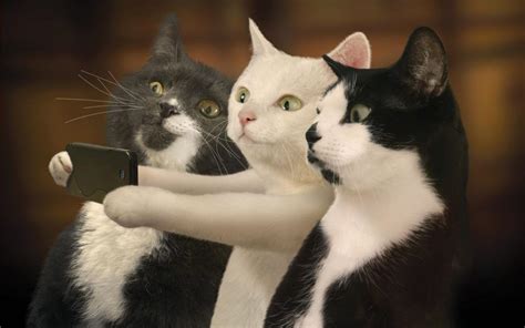 Funny cat images for laugh - humorous HD wallpaper