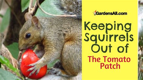 How To Keep Squirrels From Eating Tomatoes In The Garden Garden Likes