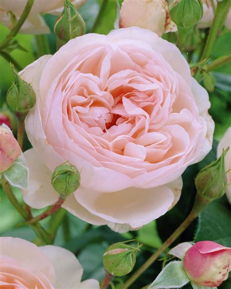 ~rose Heritage Rosa Heritage Plants And Flowers
