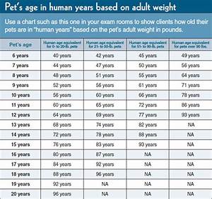How Our Pets Age Ansley Animal Clinic