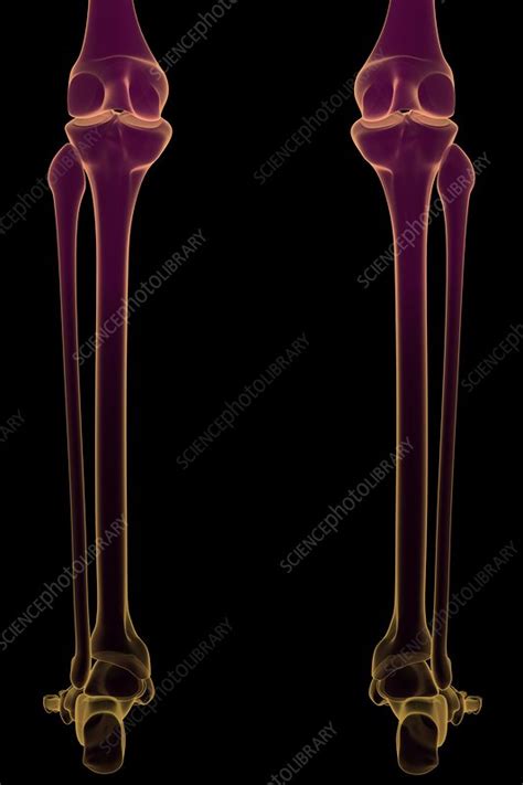 Bones Of The Lower Legs Artwork Stock Image C0201018 Science