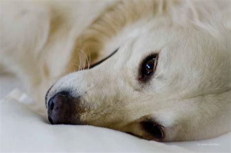 Eine körpertemperatur von über 40° c kann zu organschäden führen und ist für deinen hund lebensgefährlich. Fieber bei Hunden | Tiermedizinportal