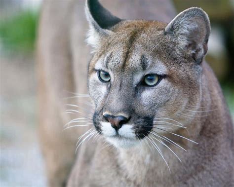 Puma Animal Facts Felis Concolor Az Animals