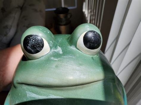 How To Take Care Of A Frog Found Outside Wonderful If Newsletter