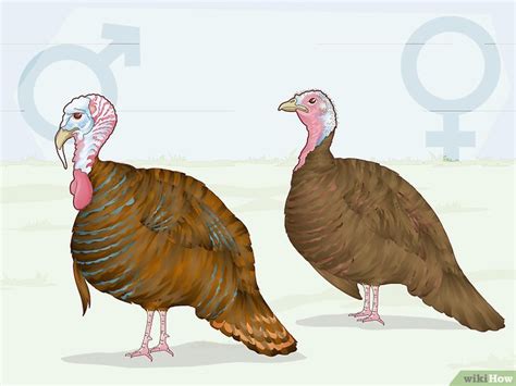 How To Sex Turkeys 10 Different Physical Signs And Identifiers