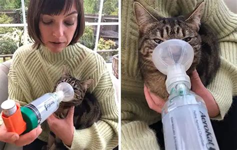 Can Cats Get Asthma Your Cat