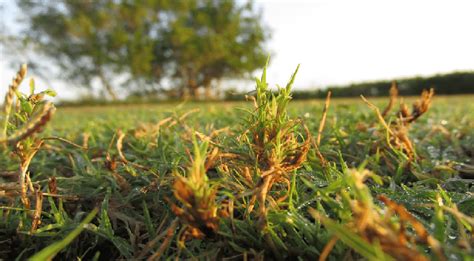 Characteristic Tufting Damage To Celebration Bermudagrass Shoots In A