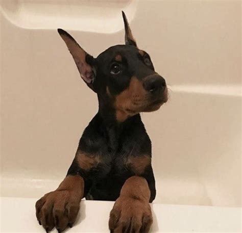 Pin By Aub On Me Cute Dogs Doberman Puppy Cute Dogs And Puppies