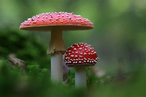 Hd Wallpaper Two Red And White Mushrooms Fly Agaric Autumn Amanita