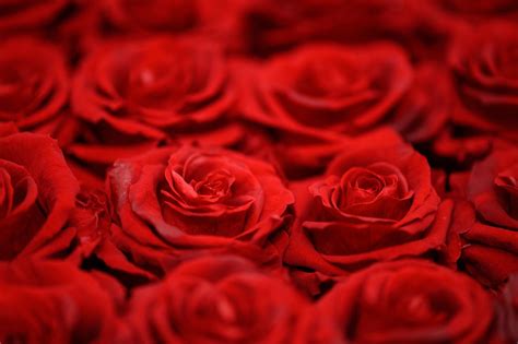 Ha fiori simili alla pianta di vetro, più grandi, foglie quasi triangolari, più carnose rispetto alle piante di vetro, con peluria e chi l'ha donata mi ha detto che serve per sciogliere le tensioni. Fiori Simili Alle Rose Ma Senza Spine / Rose Bianche A ...