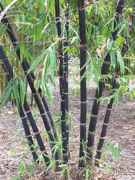 Rare Black Bamboo Seeds For Planting 100 Seeds Grow Black Etsy