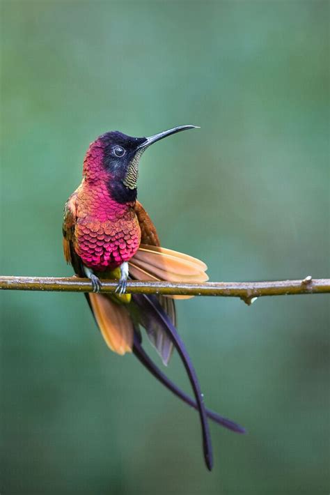 Colibri Topaze Topaza Pella Beautiful Birds Colorful Birds Pet Birds
