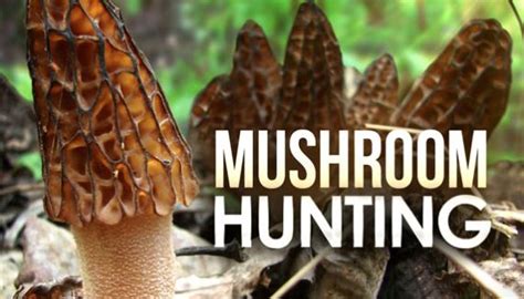 Missouri Department Of Conservation To Offer Workshops On Morel Mushrooms