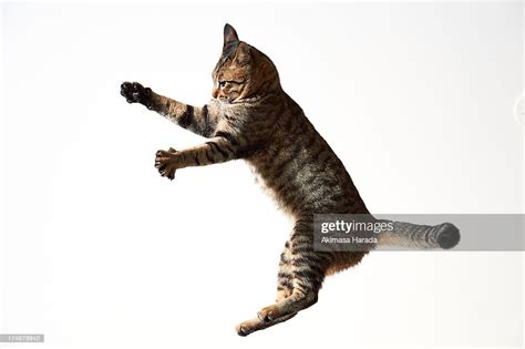 Jumping Cat High Res Stock Photo Getty Images