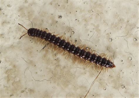 Identifying The Signs Of A House Millipede Infestation Home Doctor Pest