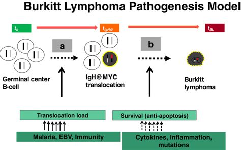 A Cartoon Showing A Simple Pathogenesis Model Of Burkitt Lymphoma Bl