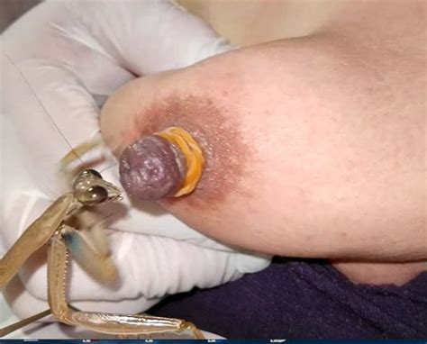 Mantis Eat Nipple Pics Xhamster Hot Sex Picture