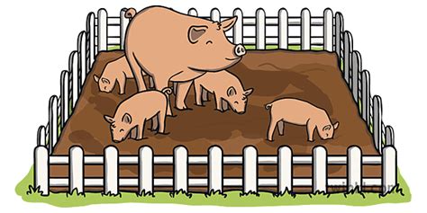 Pigs In Animal Pen Pig Piglets Farm Mud Fence Animals Ks1
