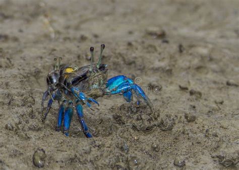 Colorful Fiddler Crabs In The Low Tide Mud Bako Park Borneo Stock Photo