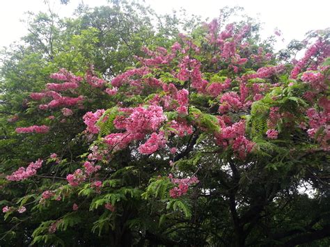 90 Best Flowering Trees For Florida By Color And W Photos Progardentips