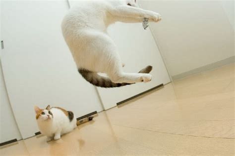 Funny Cats In The Air Flying Photography