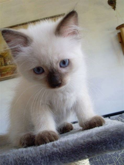 15 Incredibly Adorable Pictures Of Siamese Kittens Kitten