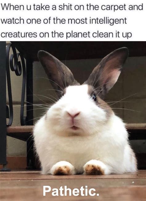 Bunny Humor 🐰 🐰🐰 Rabbit Jokes Funny Rabbit Pet Bunny Rabbits Pet