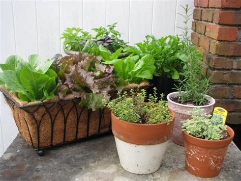 The Benefits Of Container Vegetable Gardening Desain