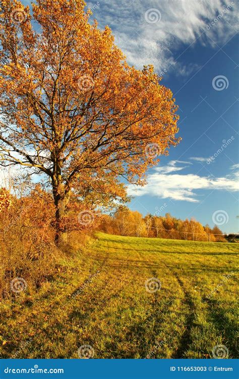 Autumn Nature With Blue Sky Stock Image Image Of Flowers Nature