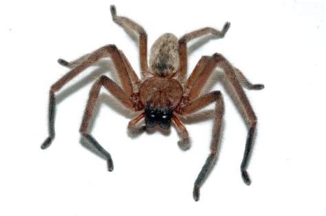 Australian Spiders The 10 Most Dangerous Australian Geographic