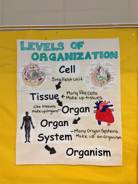 Levels Of Organization Anchor Chart Science Anchor Charts