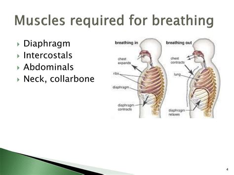 Ppt Care Of The Respiratory Patient Powerpoint Presentation Free
