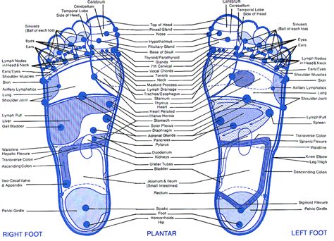 Reflexology Foot Chart This Is One Of The Better Reflexology Foot