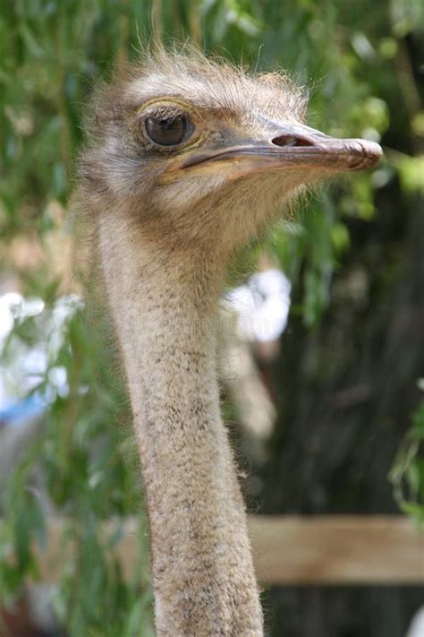 African Ostrich Funny Face Stock Photo Image Of Bird 121934638