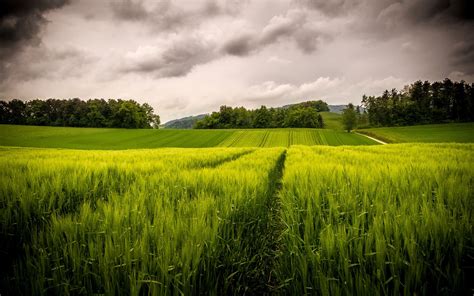 Green Fields Sky Clouds Trees Hills Wallpaper Nature And